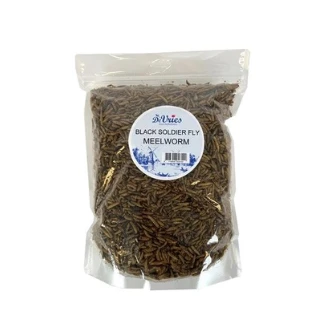 De Vries Meelworm Black Soldier Fly