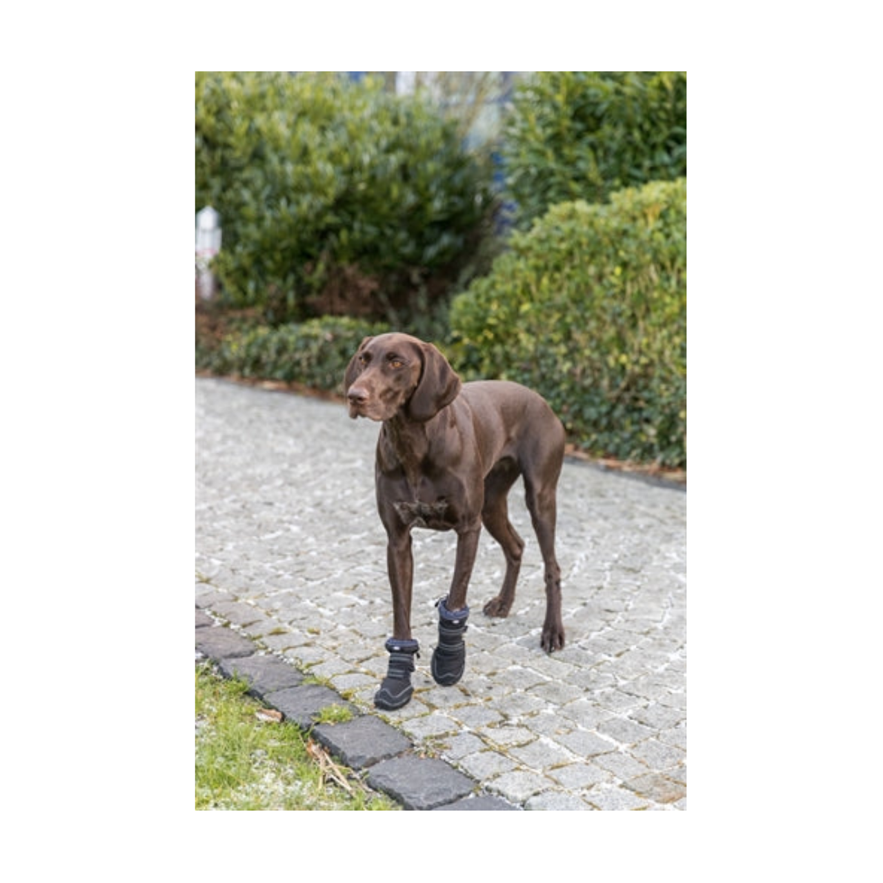 Trixie Walker Active Long Black Paw Protection